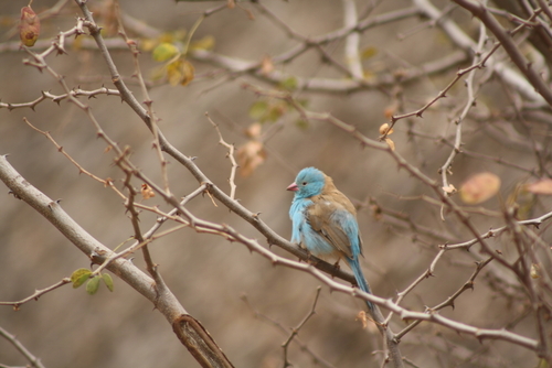 Blue-capped Cordon-bleu (Uraeginthus cyanocephalus), photo 5