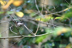 Aegithalos caudatus