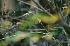 Aegithalos caudatus