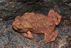 Duttaphrynus