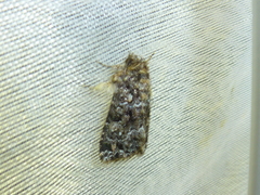 Callopistria latreillei