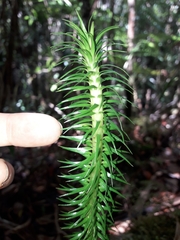 Phlegmariurus schlechteri