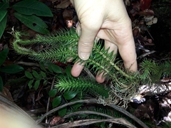 Phlegmariurus schlechteri