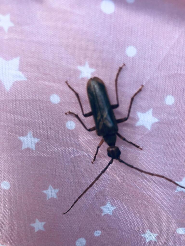 Vesperus aragonicus