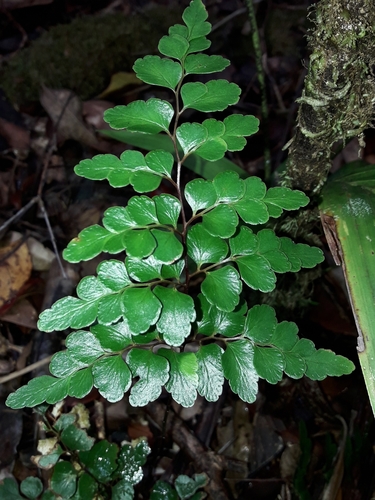 Lindsaea rufa observed 2019-10-16