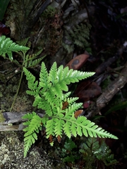 Davallia repens