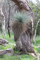 Xanthorrhoea quadrangulata