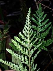 Davallia repens