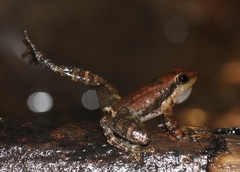 Micrixalus uttaraghati