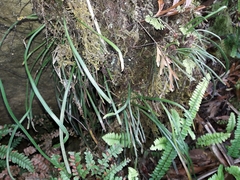 Haplopteris elongata