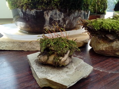 Brachythecium salebrosum