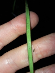 Haplopteris elongata