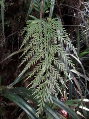 Asplenium subflexuosum