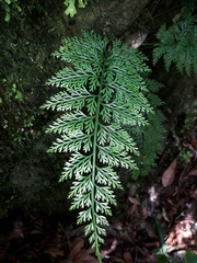 Asplenium pseudobulbiferum