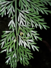 Asplenium pseudobulbiferum