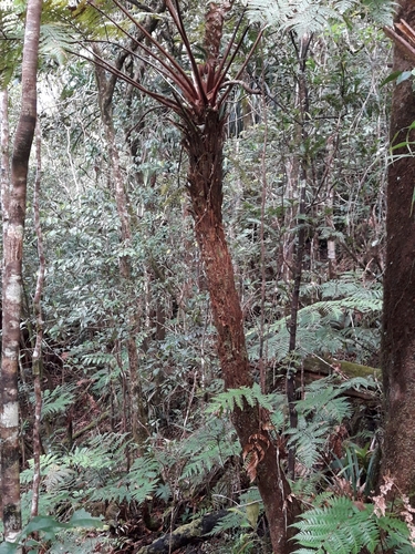 Dicksonia baudouinii