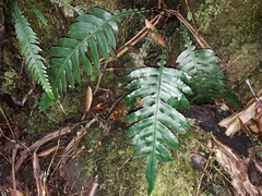 Blechnum vieillardii