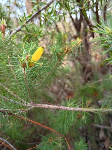 Stenanthera pinifolia