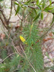 Stenanthera pinifolia, photograph grampianshiker, CC BY, iNaturalist via GBIF