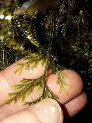 Hymenophyllum javanicum