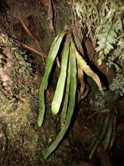 Oreogrammitis neocaledonica