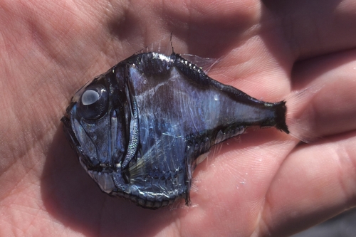 Argyropelecus aculeatus observed 2025-07-24