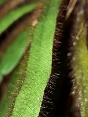 Oreogrammitis neocaledonica