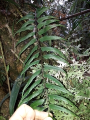 Asplenium parvum