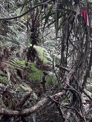 Eopsaltria flaviventris