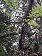 Cyathea alata
