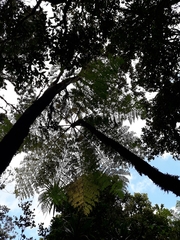 Cyathea alata