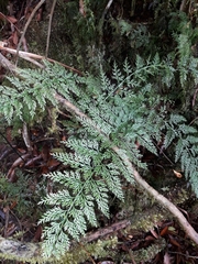 Asplenium pseudobulbiferum