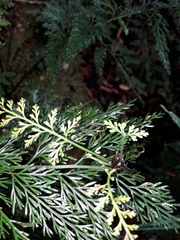 Asplenium pseudobulbiferum