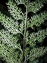 Asplenium pseudobulbiferum