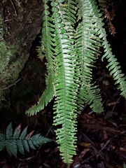 Prosaptia contigua
