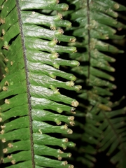Prosaptia contigua