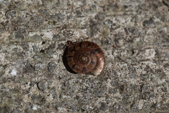 Aegista