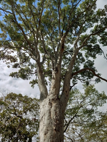 Afrormosia (Pericopsis angolensis)