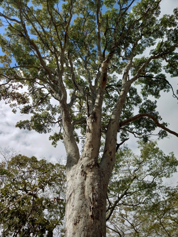 Afrormosia (Pericopsis angolensis)
