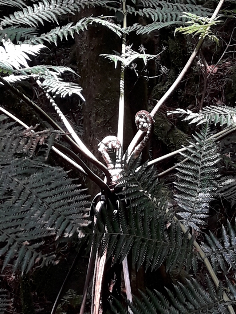 Dicksonia munzingeri