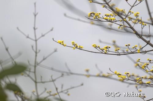 Cornus officinalis