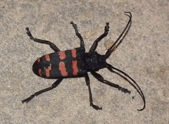 Ceroplesis capensis