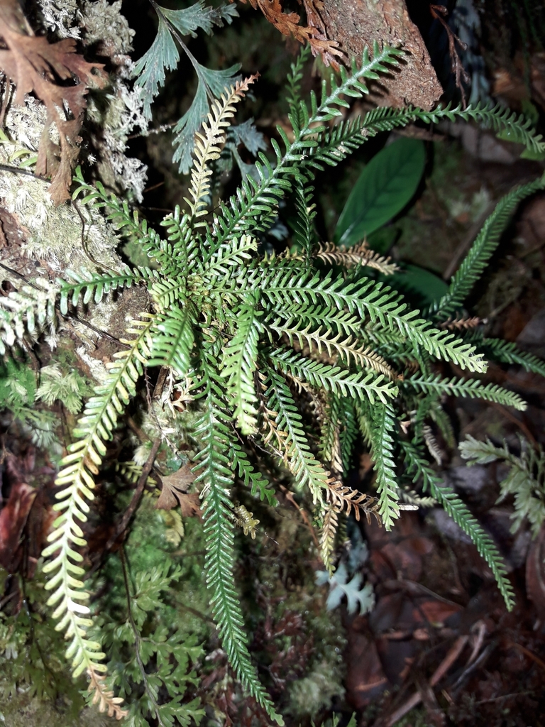 Calymmodon cucullatus (Calymmodon cucullatus)