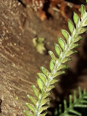 Calymmodon cucullatus