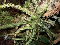 Calymmodon cucullatus