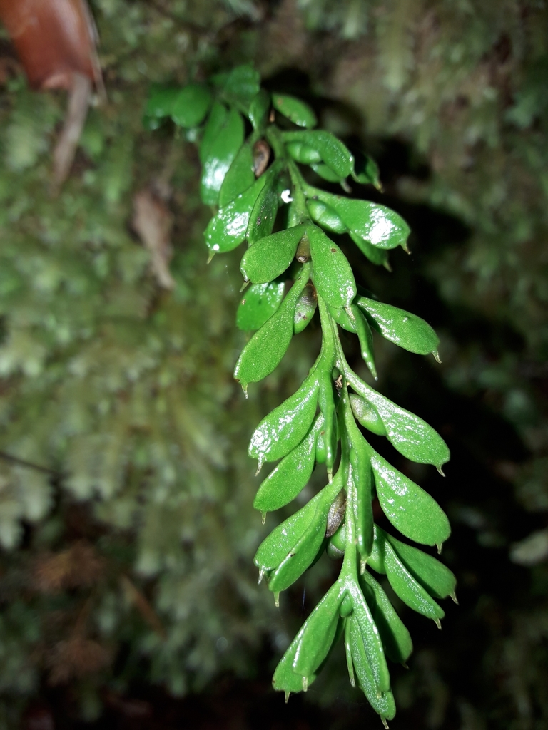 Tmesipteris alticola