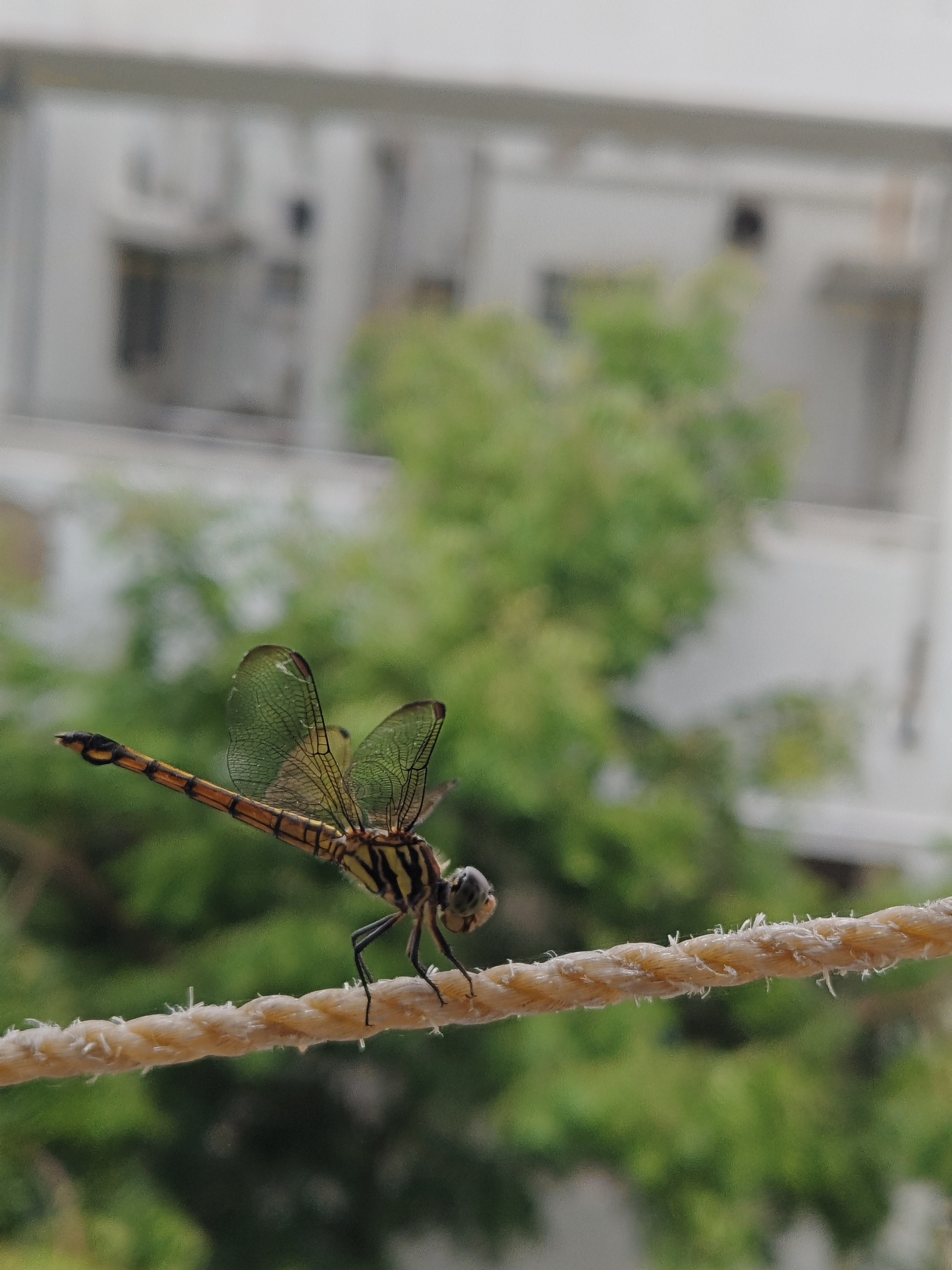 Yellow-Tailed Ashy Skimmer