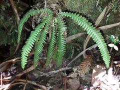 Dasygrammitis crassifrons