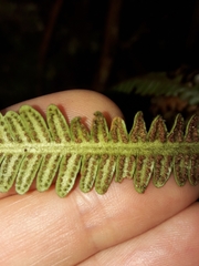 Dasygrammitis crassifrons