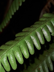 Dasygrammitis crassifrons
